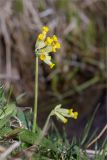Primula veris. Побеги с соцветиями. Ленинградская обл., Ломоносовский р-н, берег р. Шингарка, разнотравно-злаковый луг. 02.05.2026.