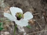 Papaver albiflorum