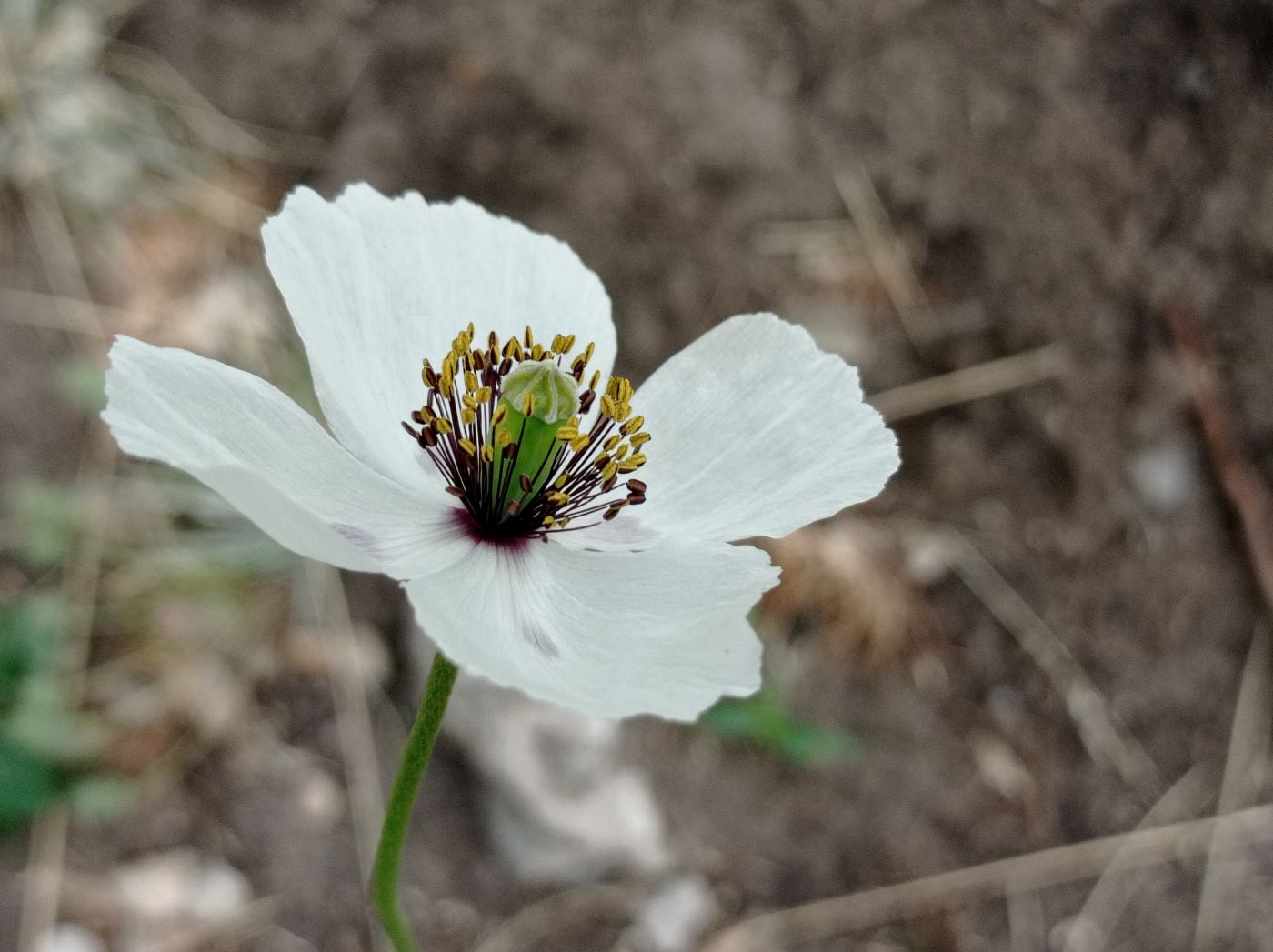 Image of Papaver albiflorum specimen.