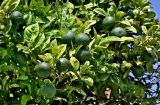Citrus sinensis. Незрелые плоды и листья. Португалия, г. Лиссабон, в культуре. 06.08.2025.