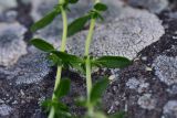 genus Thymus