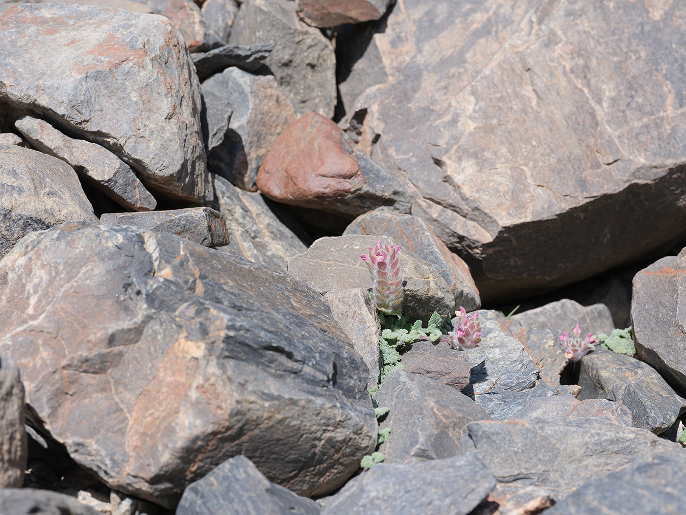 Image of Scutellaria pamirica specimen.