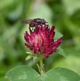 род Trifolium. Соцветие с питающейся мухой. Тульская обл., Заокский р-н, Бутиково, край лесной дороги. 28.06.2026.