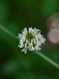 Trifolium repens. Соцветие. Грузия, край Самцхе-Джавахети, Ахалцихский муниципалитет, левый борт р. Цинубанисцкали, 1,5 км выше по течению от горячего источника Цинубани, луг. 9 июня 2026 г.