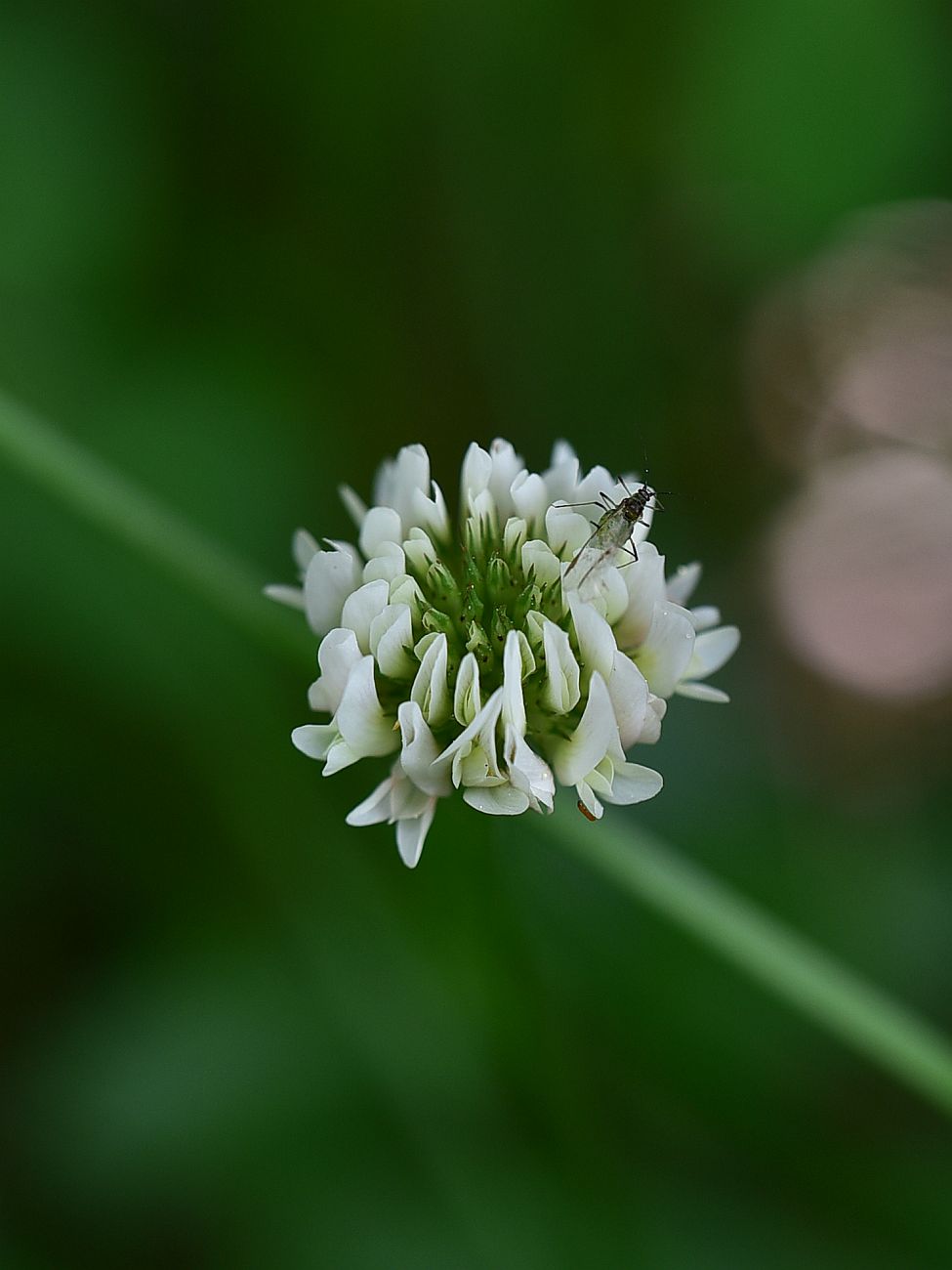 Image of Trifolium repens specimen.