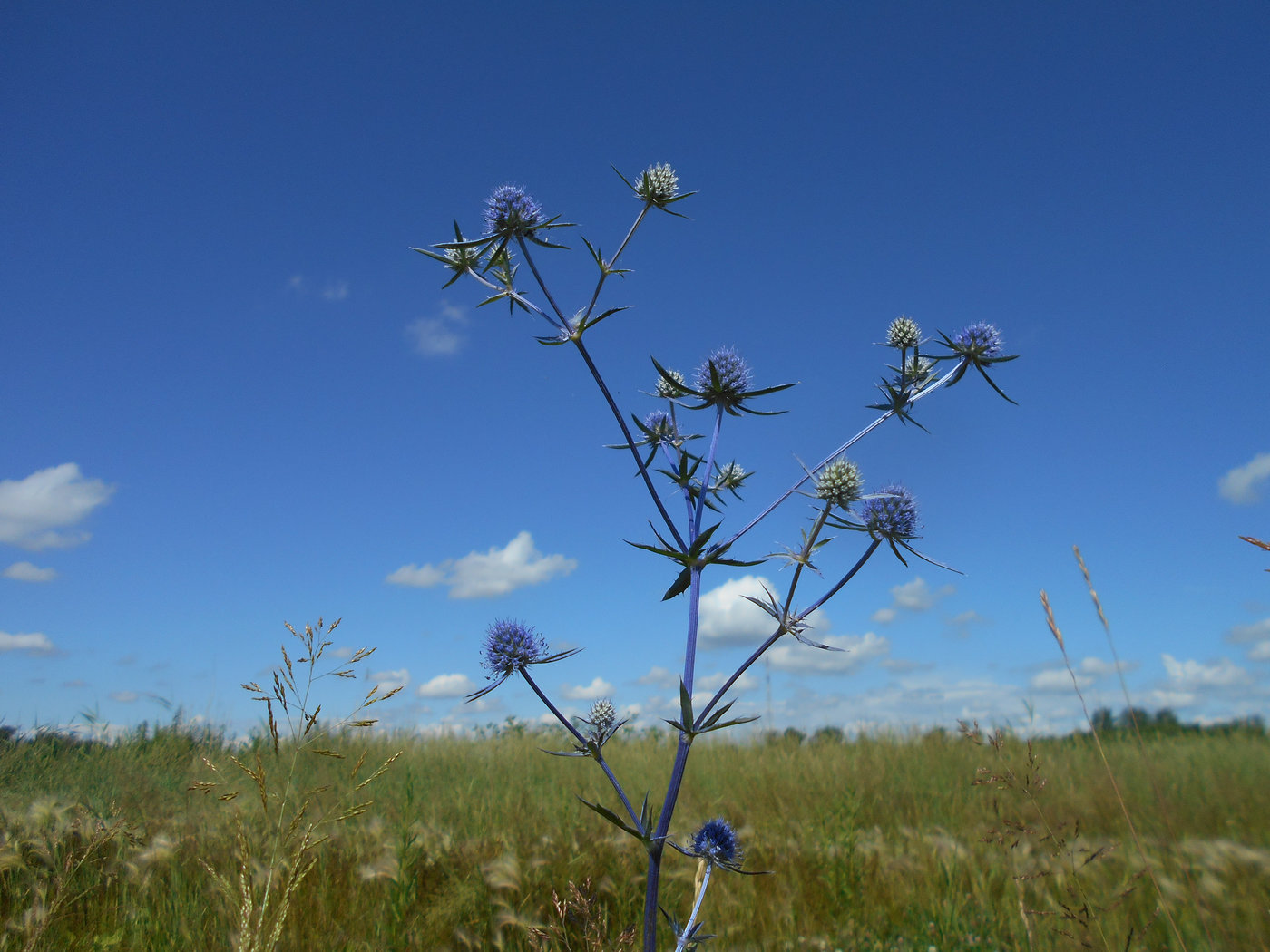 Изображение особи Eryngium caeruleum.