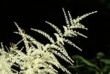 Aruncus sylvestris. Верхушка соцветия. Ленинградская обл., Кировский р-н, пос. Дачное, дол. р. Мга, дачный участок, в культуре. 19.06.2026.