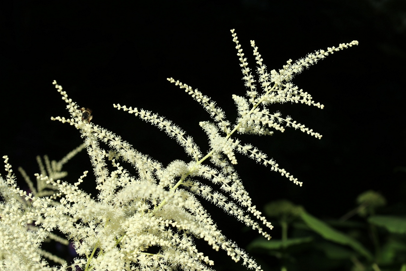 Изображение особи Aruncus sylvestris.