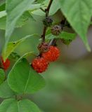 Broussonetia papyrifera. Часть побега с пестичными соцветиями и соплодиями. Китай, пров. Аньхой, г. Танкоу, каменистый берег реки. 30.05.2025.