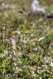 Scirpus maximowiczii