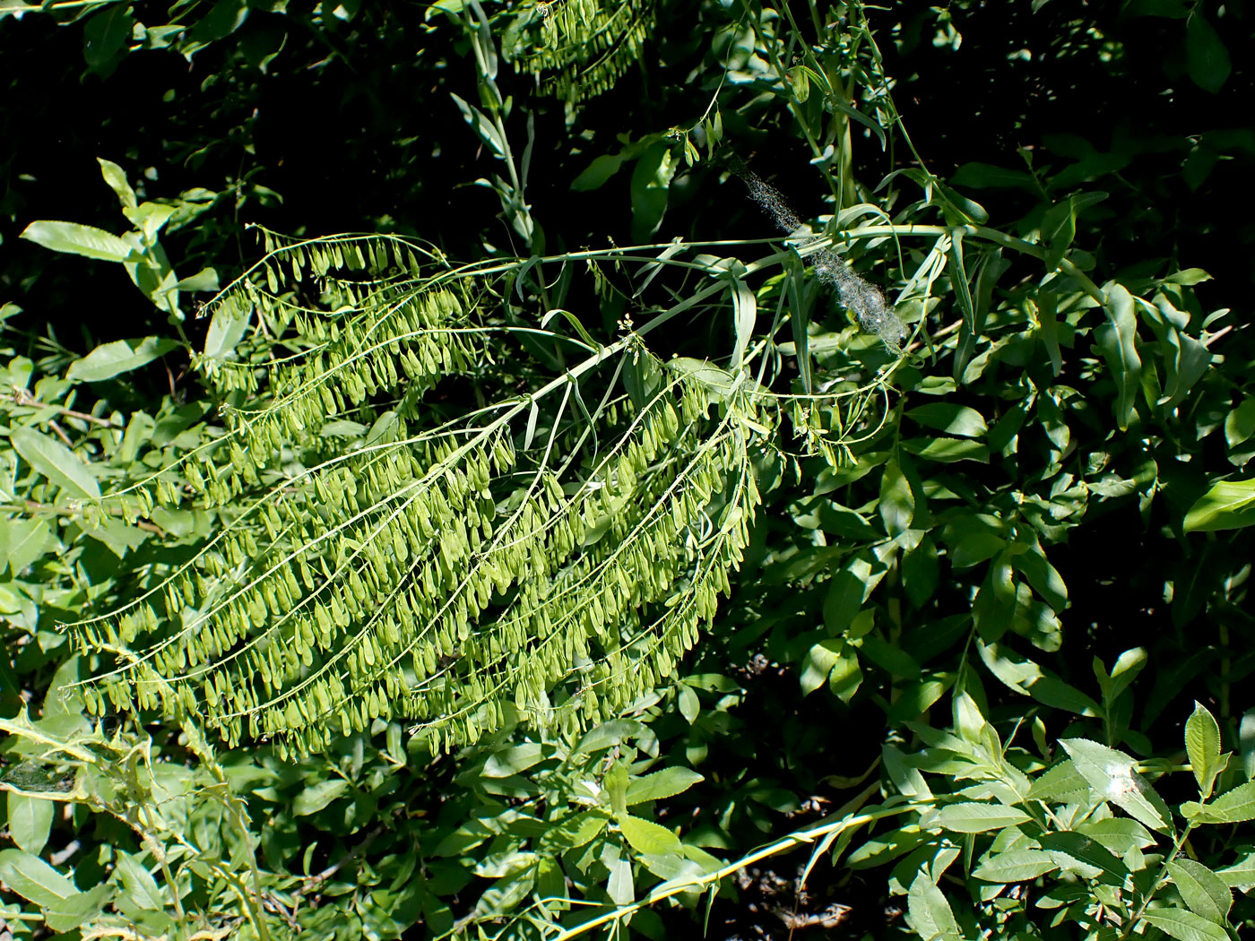 Изображение особи Isatis tinctoria var. yezoensis.
