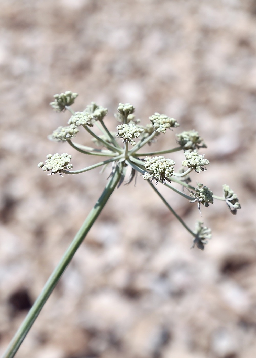 Изображение особи Angelica ternata.