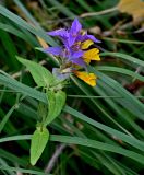 Смотреть изображение Melampyrum nemorosum