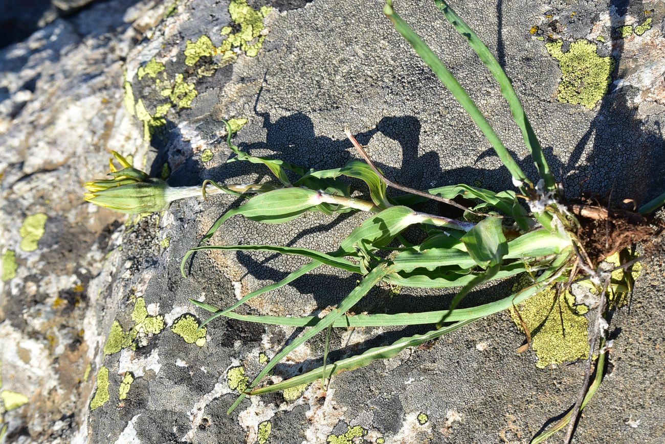 Image of genus Tragopogon specimen.