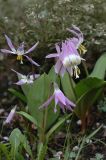 Erythronium sibiricum