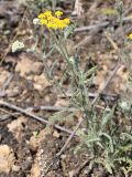 Achillea taurica