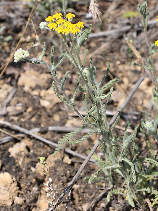 Изображение особи Achillea taurica.