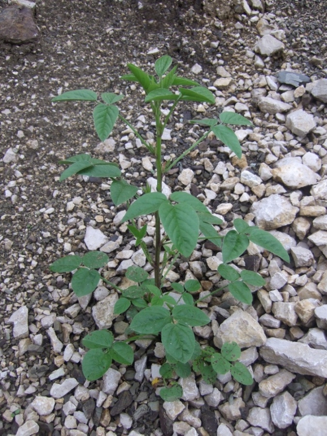 Изображение особи Psoralea bituminosa ssp. pontica.