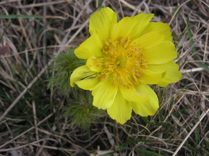 Image of Adonis vernalis specimen.