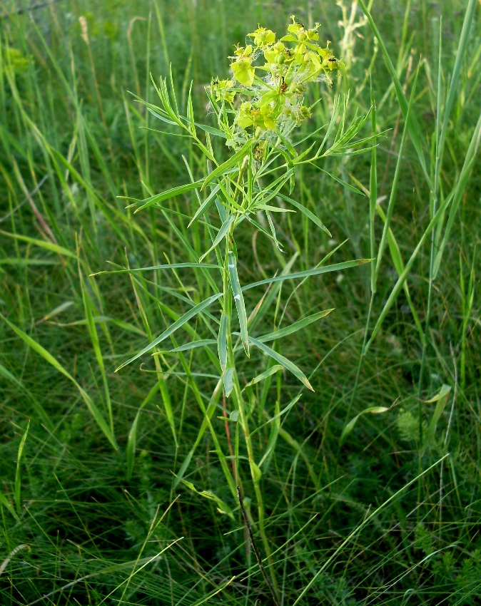 Изображение особи Euphorbia virgata.