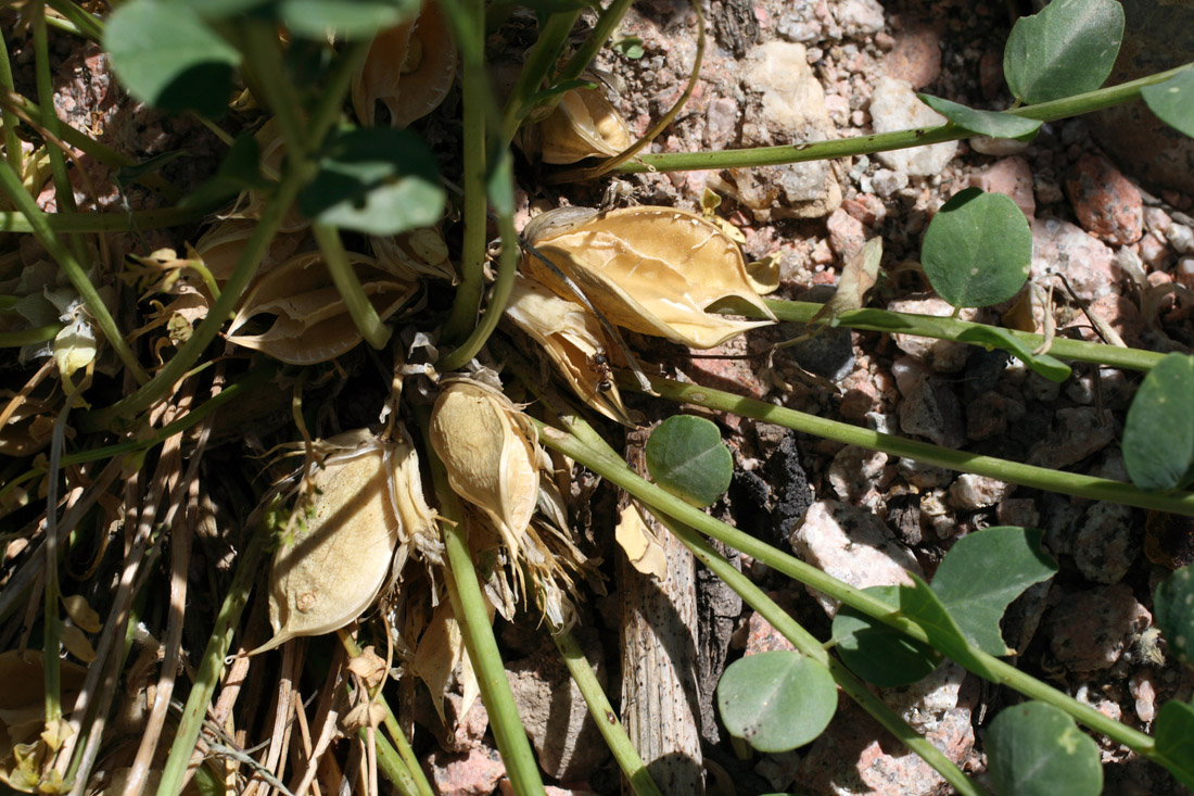 Изображение особи Astragalus aksaricus.