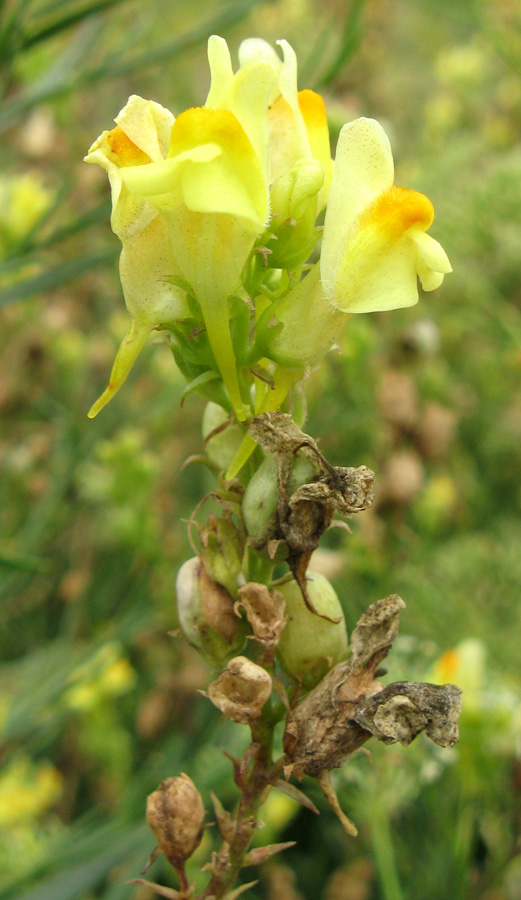 Изображение особи Linaria ruthenica.