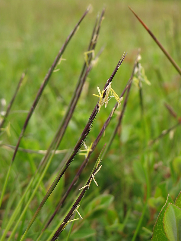 Изображение особи Nardus stricta.