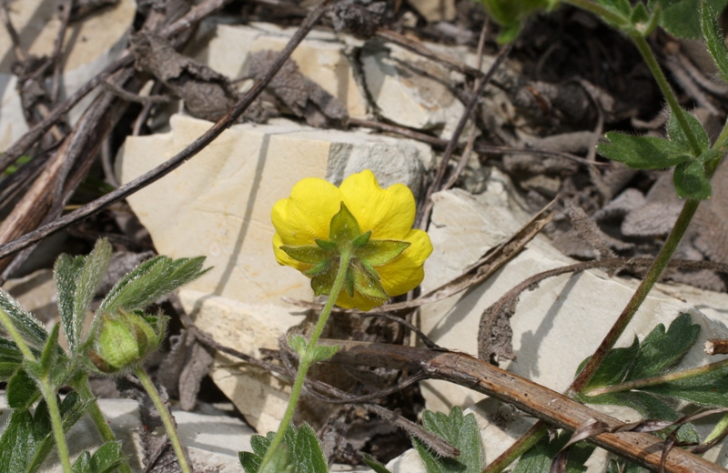 Изображение особи Potentilla sphenophylla.