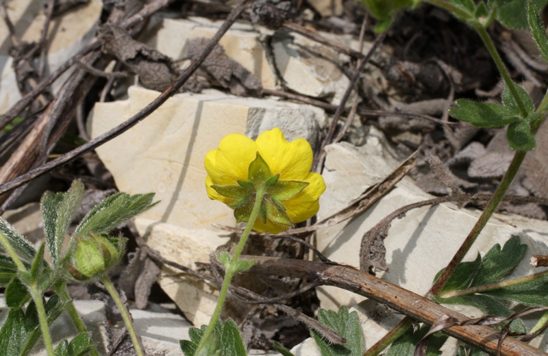 Image of Potentilla sphenophylla specimen.