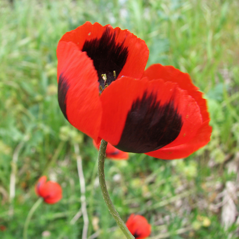 Image of Papaver stevenianum specimen.