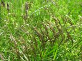 Deschampsia cespitosa. Соцветия. Ярославская обл., Мышкинский р-н, д. Кокошилово, луг по берегу р. Ломиха. 15.06.2011.