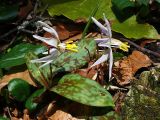 Erythronium caucasicum