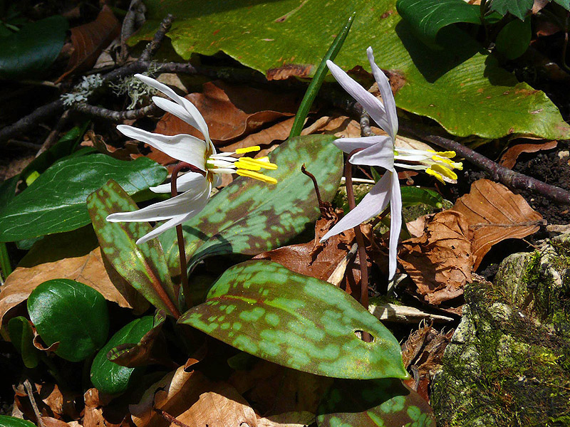 Изображение особи Erythronium caucasicum.