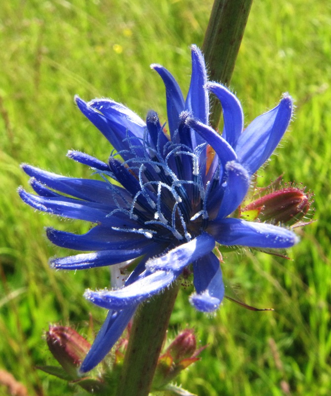 Image of Cichorium intybus specimen.