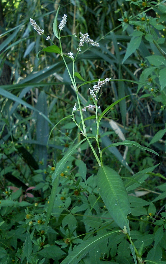 Image of Persicaria maculosa specimen.