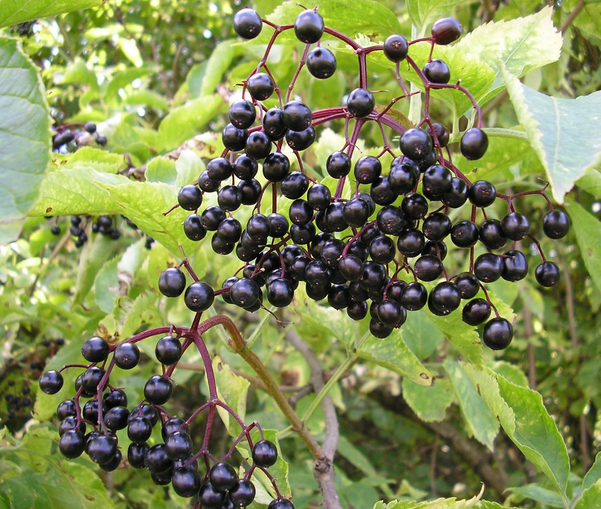 Image of Sambucus nigra specimen.