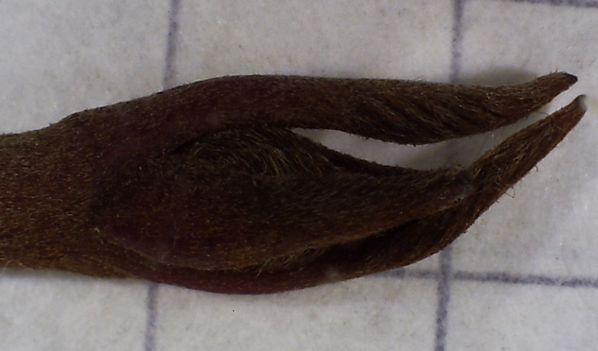 Image of Swida alba specimen.