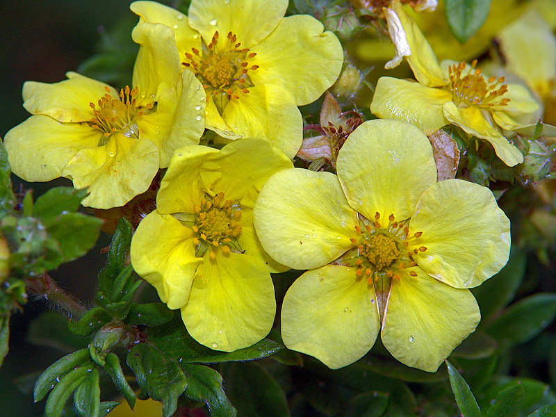 Image of Dasiphora fruticosa specimen.