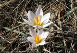 Crocus reticulatus