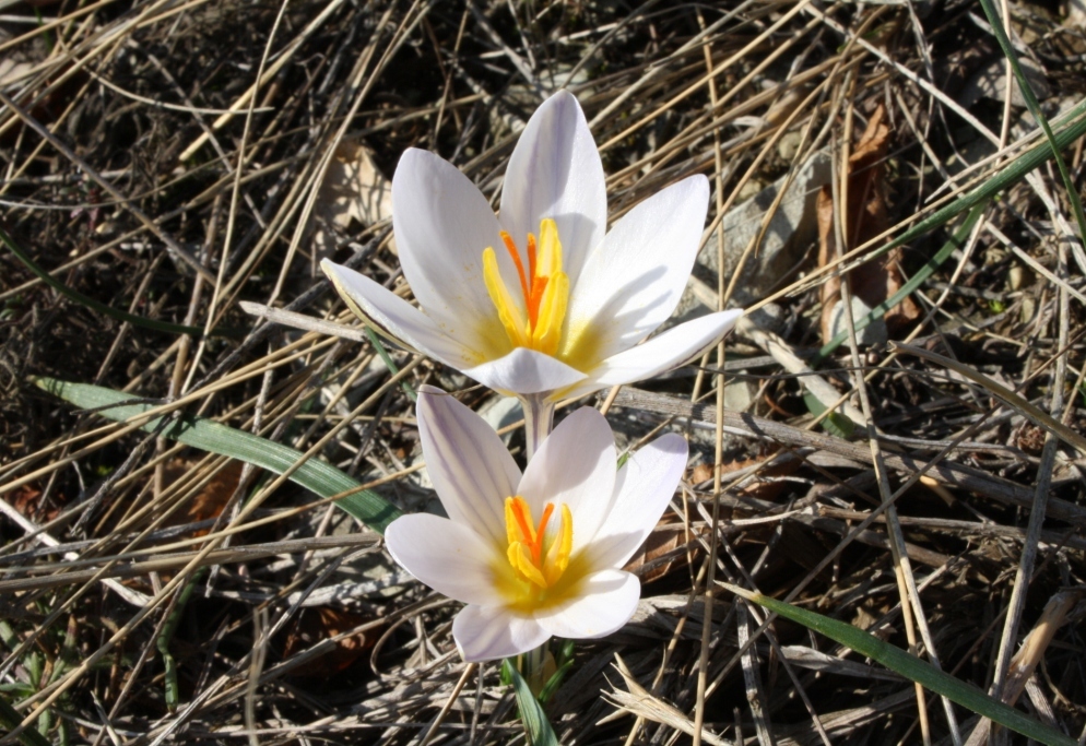 Image of Crocus reticulatus specimen.