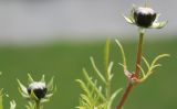 Cosmos bipinnatus. Нераскрывшиеся бутоны. Германия, г. Кемпен, в культуре.28.07.2011.