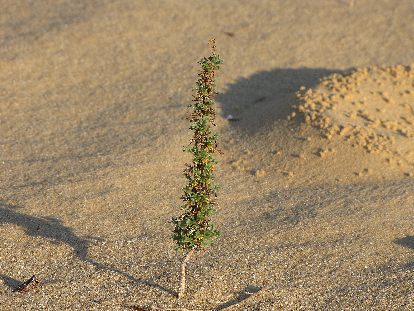 Изображение особи Artemisia monosperma.