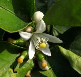 Citrus macrophylla. Цветок. Испания, г. Валенсия, учебная делянка Политехнического Университета Валенсии. 4 апреля 2012 г.