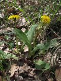 genus Taraxacum. Цветущее растение. Южный Берег Крыма, мыс Мартьян. 25 апреля 2012 г.