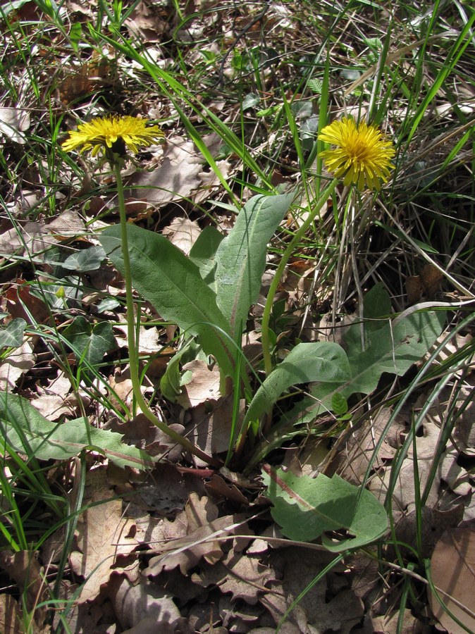 Image of genus Taraxacum specimen.