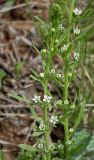 Thesium ramosum. Верхушки побегов с цветками. Ростовская обл., Аксайская степь, окр. хутора Александровка, в верхней части склона балки. 21.04.2012.