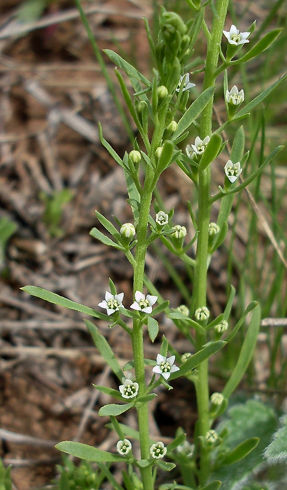 Изображение особи Thesium ramosum.