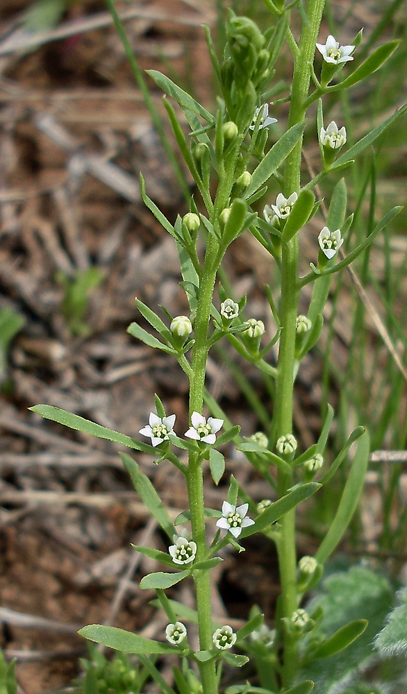 Image of Thesium ramosum specimen.