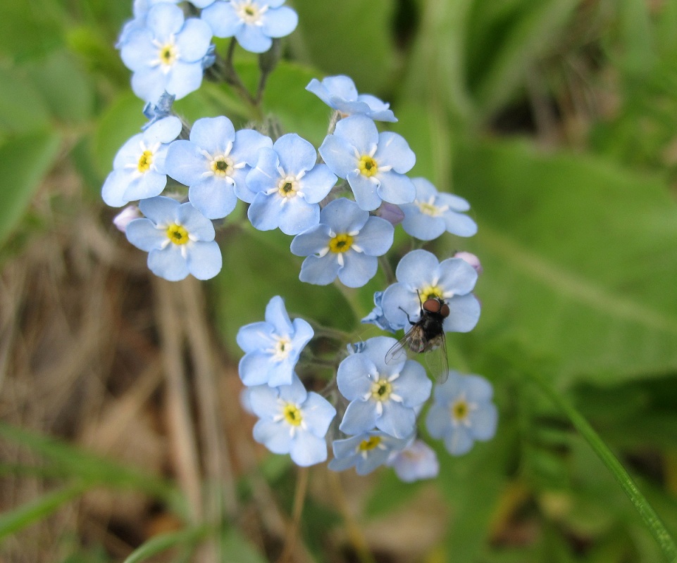 Изображение особи Myosotis imitata.