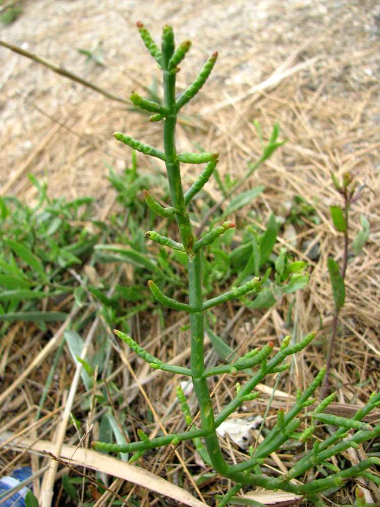 Image of Salicornia perennans specimen.